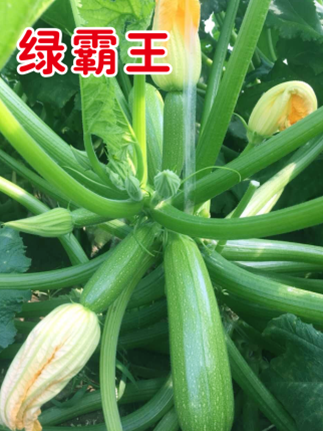 西葫蘆種子圖片/西葫蘆種子樣板圖 (1)
