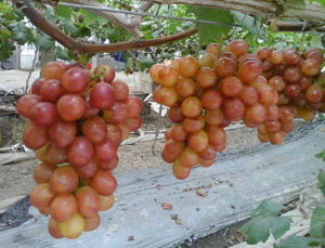 占地苗圖片/占地苗樣板圖 (4)