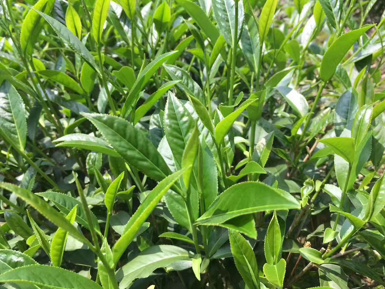 金駿眉 金駿眉批發(fā)金駿眉批發(fā)價格金駿眉采購網(wǎng)