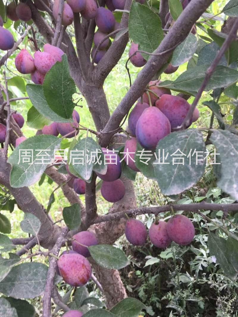 啟誠(chéng)苗木西梅苗批發(fā)供應(yīng)西梅苗價(jià)格