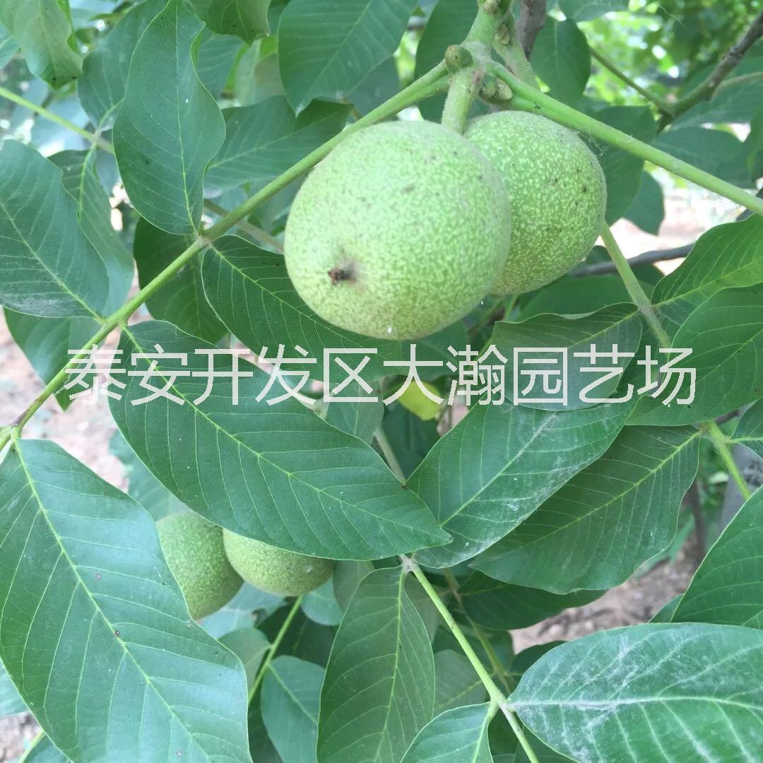 供應核桃樹，核桃苗，占地核桃樹苗 供應核桃樹 核桃苗 占地核桃樹苗