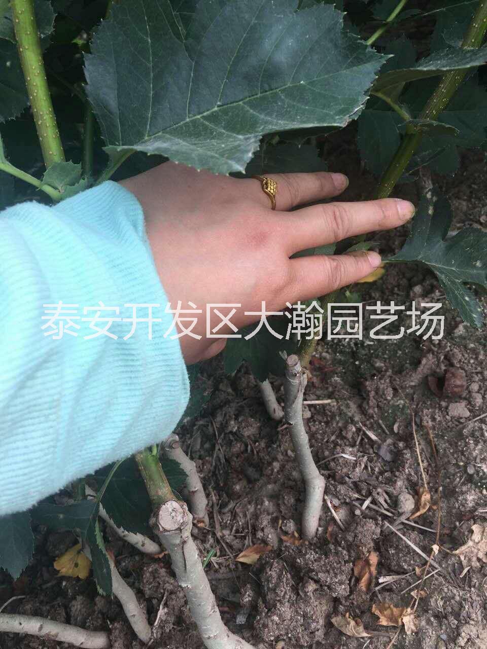 山楂樹苗圖片/山楂樹苗樣板圖 (3)