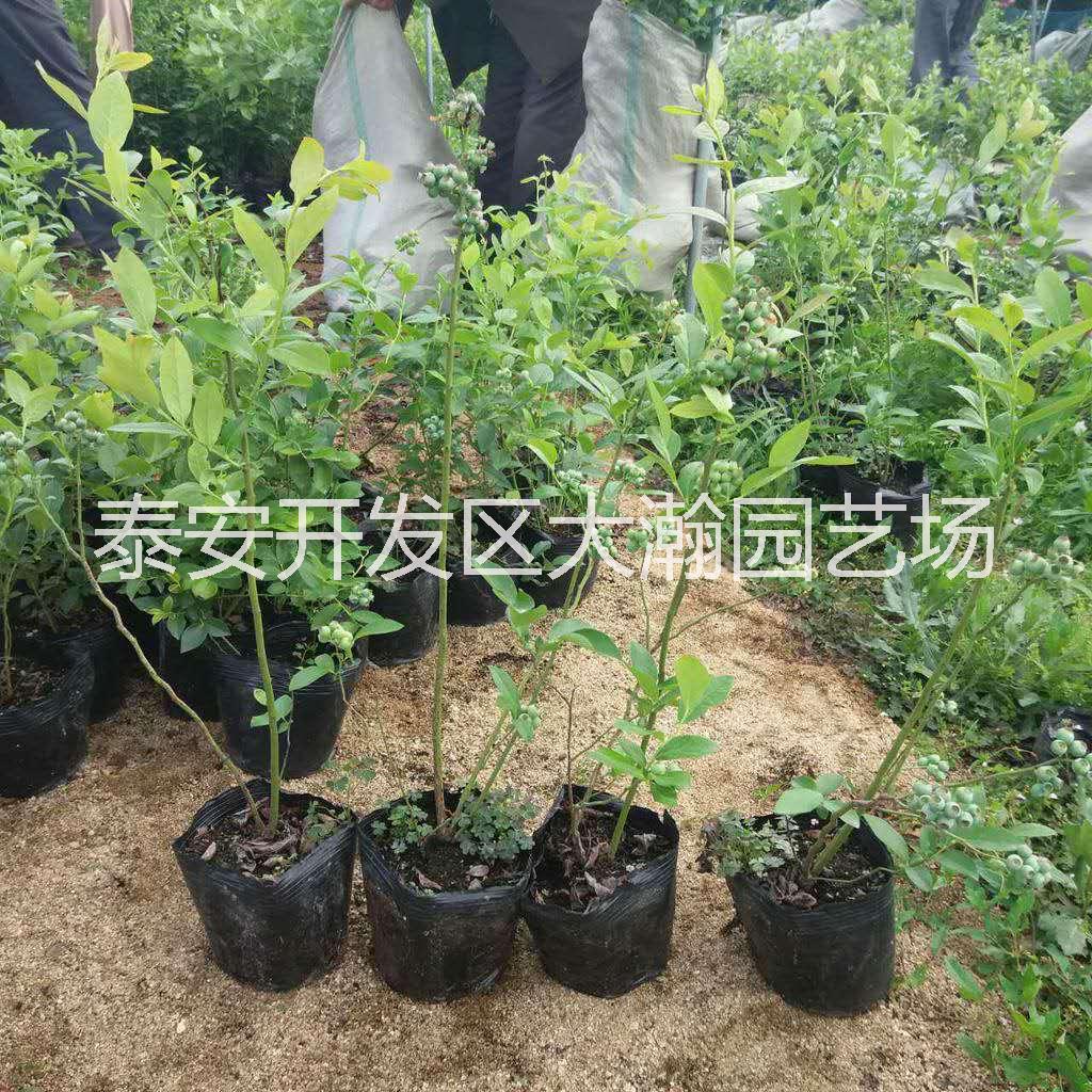 藍莓樹苗批發(fā)，買藍莓找山東大瀚