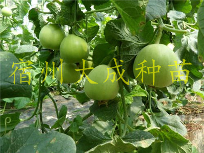 嫁接苗圖片/嫁接苗樣板圖 (1)