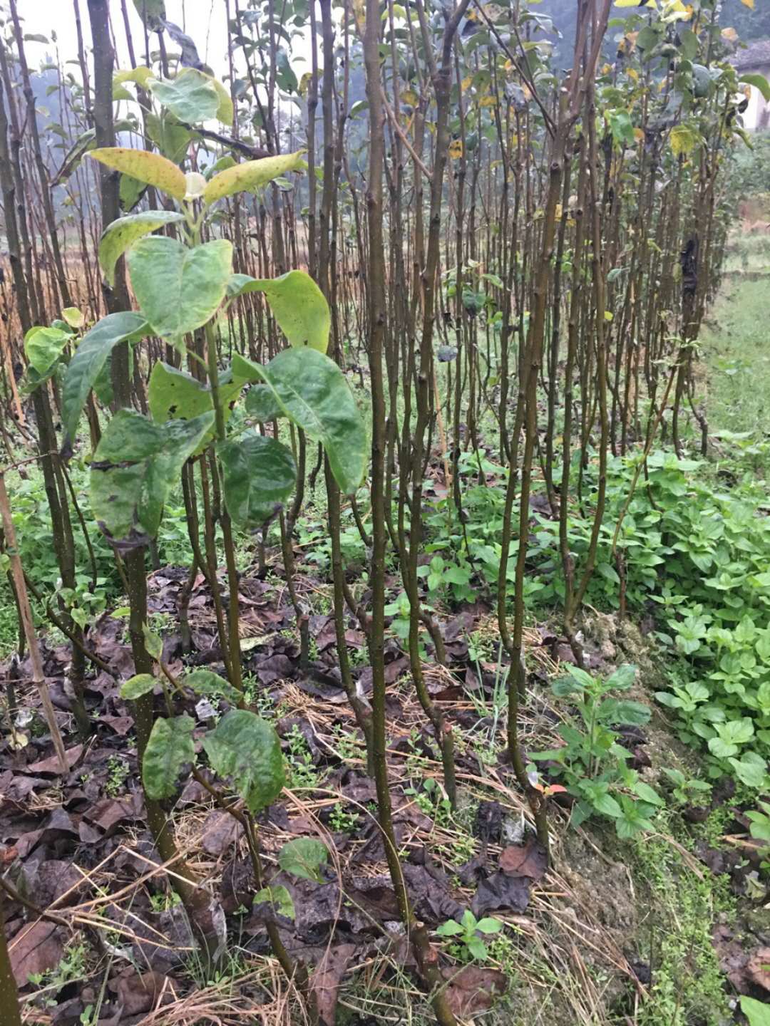 桃树苗批发@炎陵桃树苗批发价格@炎陵桃树苗基地@炎陵桃树苗供应图片