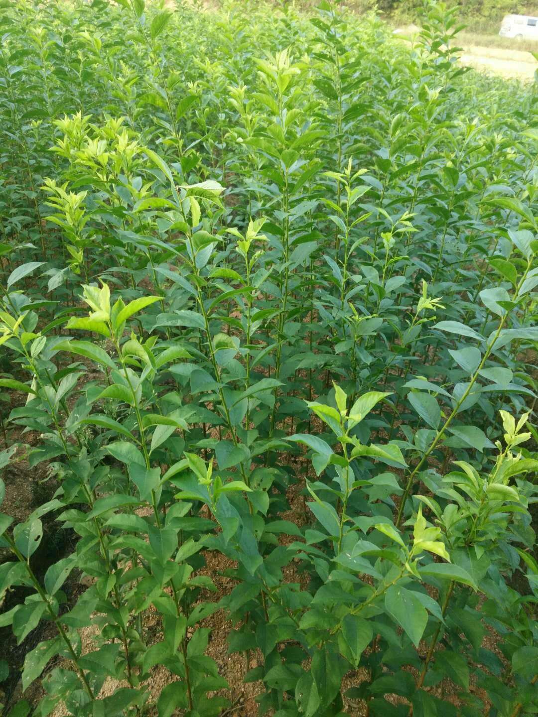 黃桃圖片/黃桃樣板圖 (3)