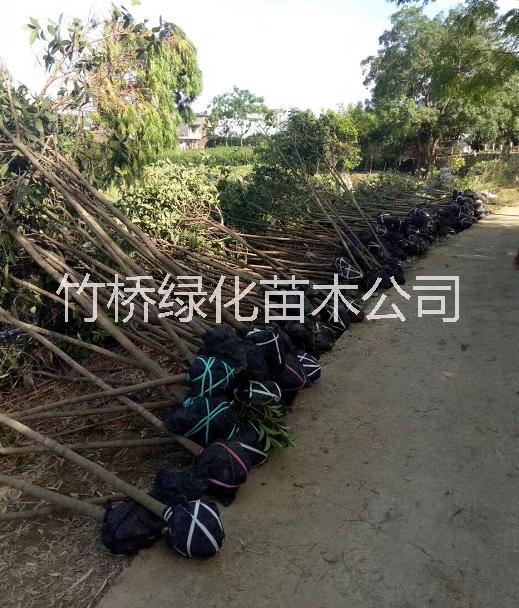 廣西桂花樹圖片/廣西桂花樹樣板圖 (4)