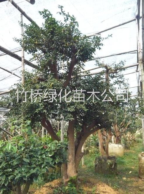 茶花樹圖片/茶花樹樣板圖 (3)