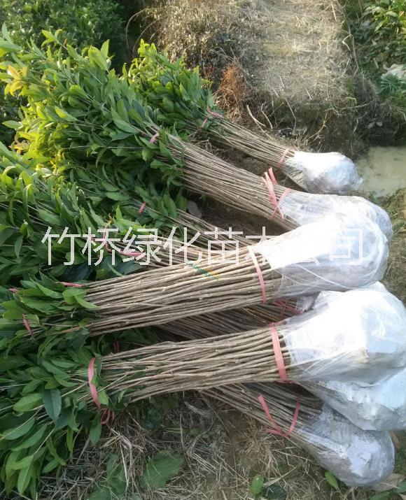 桂花苗圖片/桂花苗樣板圖 (3)