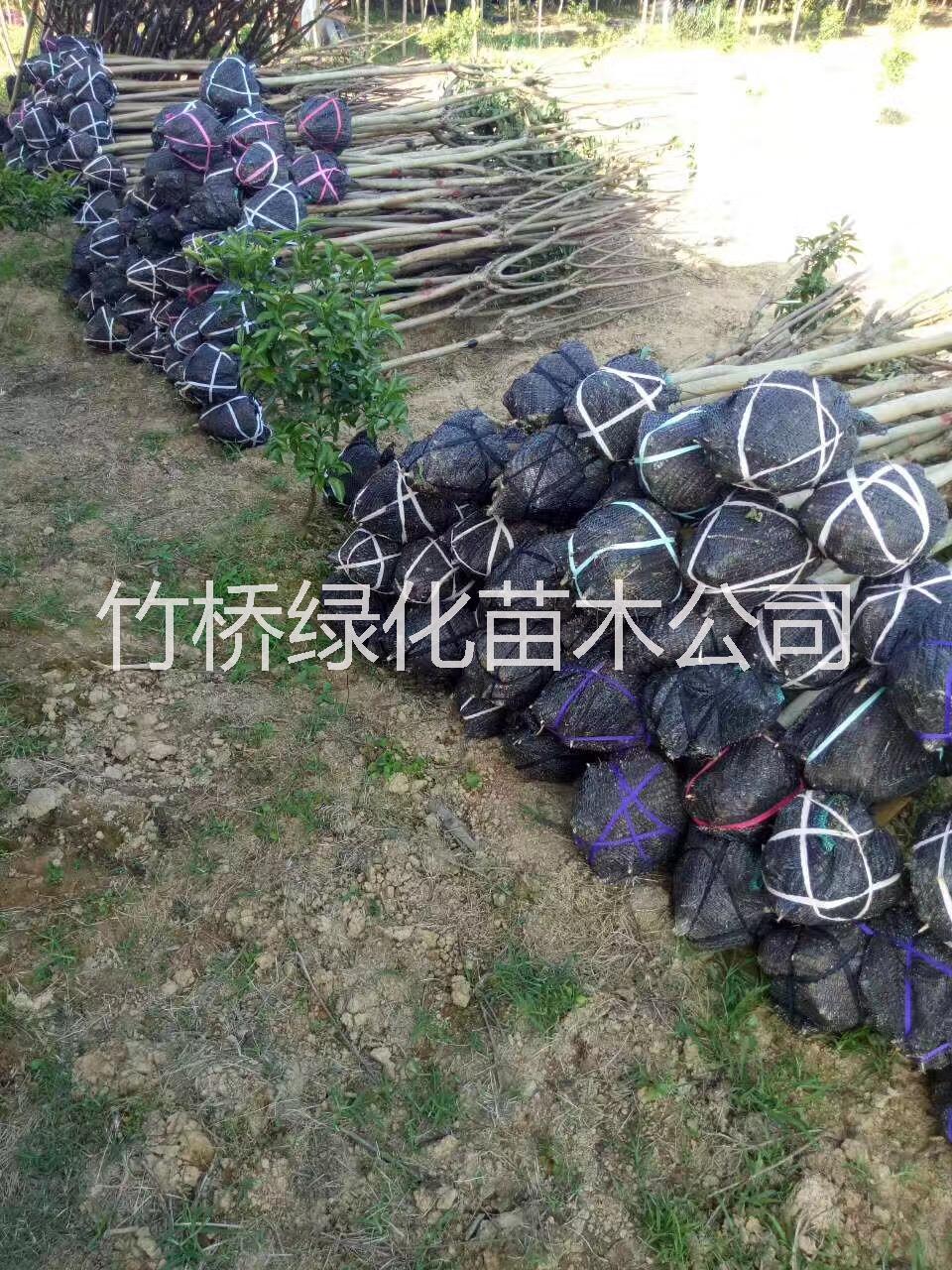 紫薇樹圖片/紫薇樹樣板圖 (4)