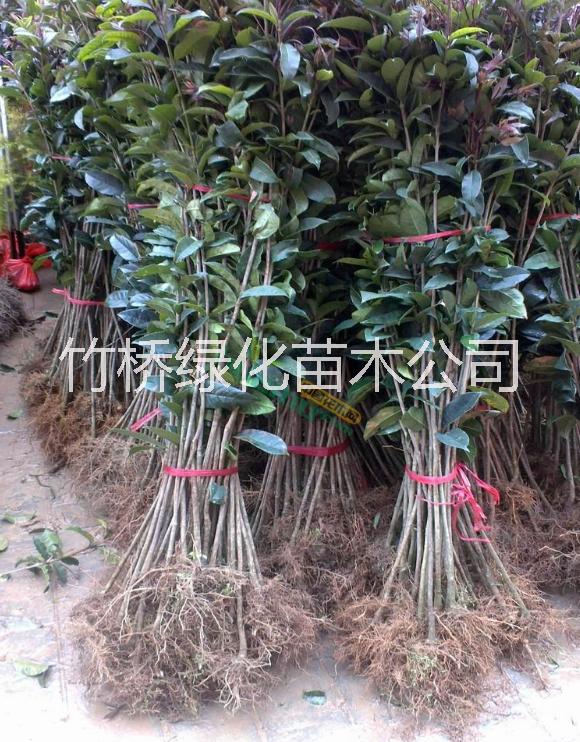 桂林桂花苗批發(fā) 1米桂花小苗價格 采購廣西桂花小苗 新品種桂花苗