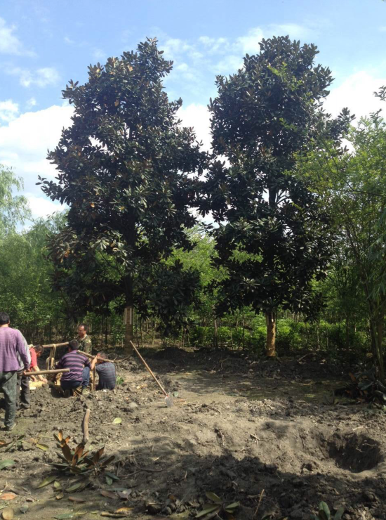 廣玉蘭圖片/廣玉蘭樣板圖 (2)