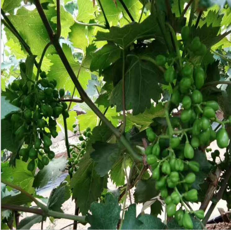 昌黎葡萄苗  戶太八號葡萄苗