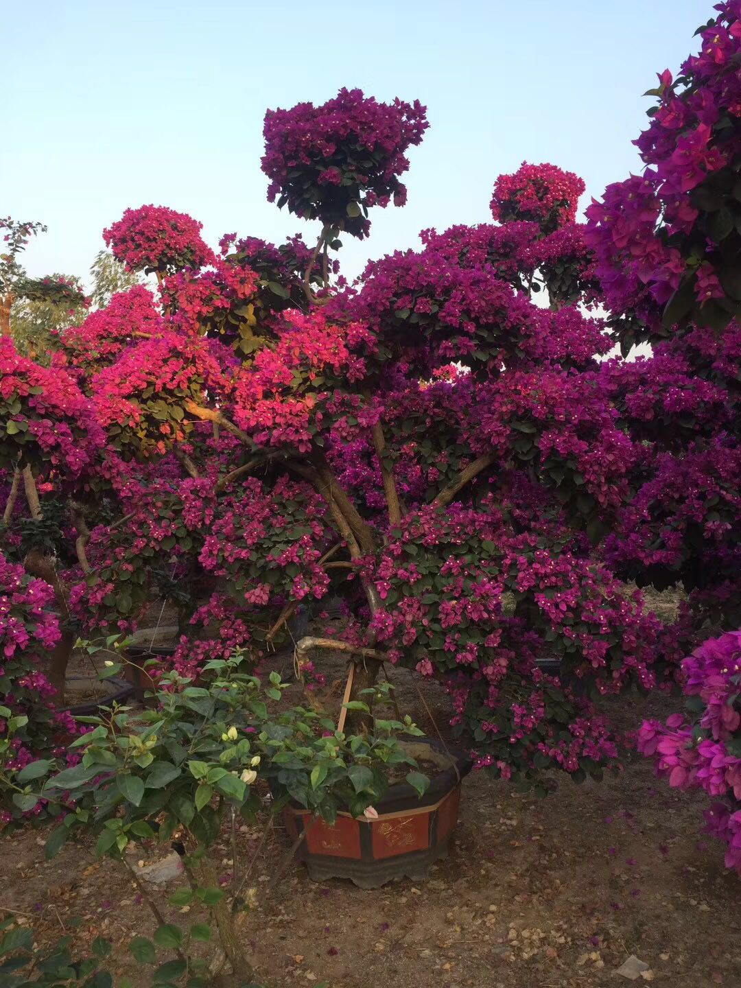 海南三角梅產品供應圖片/海南三角梅產品供應樣板圖 (2)