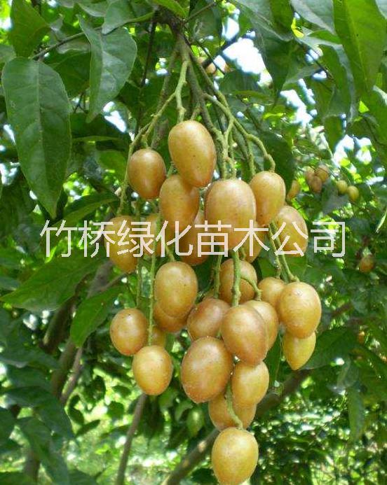 黃皮圖片/黃皮樣板圖 (2)