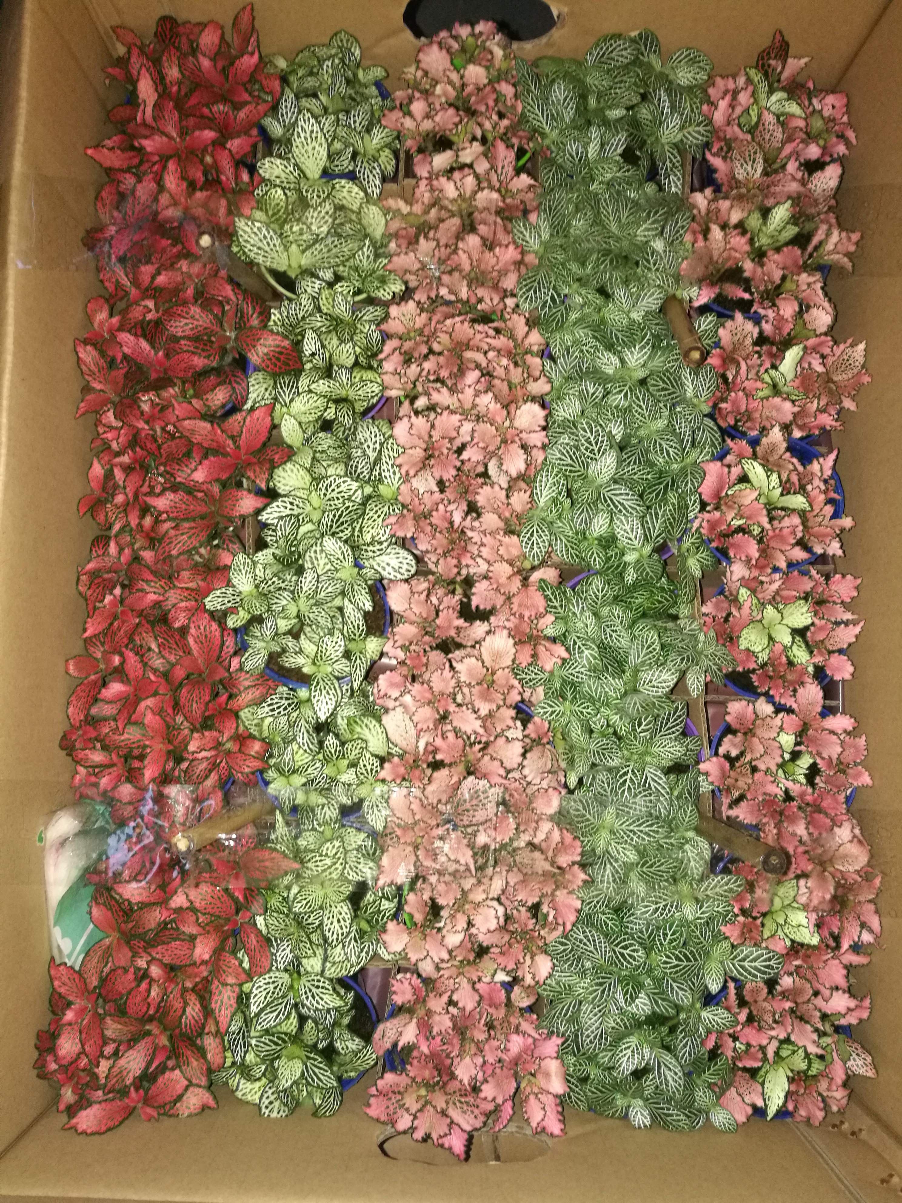 混裝網(wǎng)紋草圖片/混裝網(wǎng)紋草樣板圖 (2)