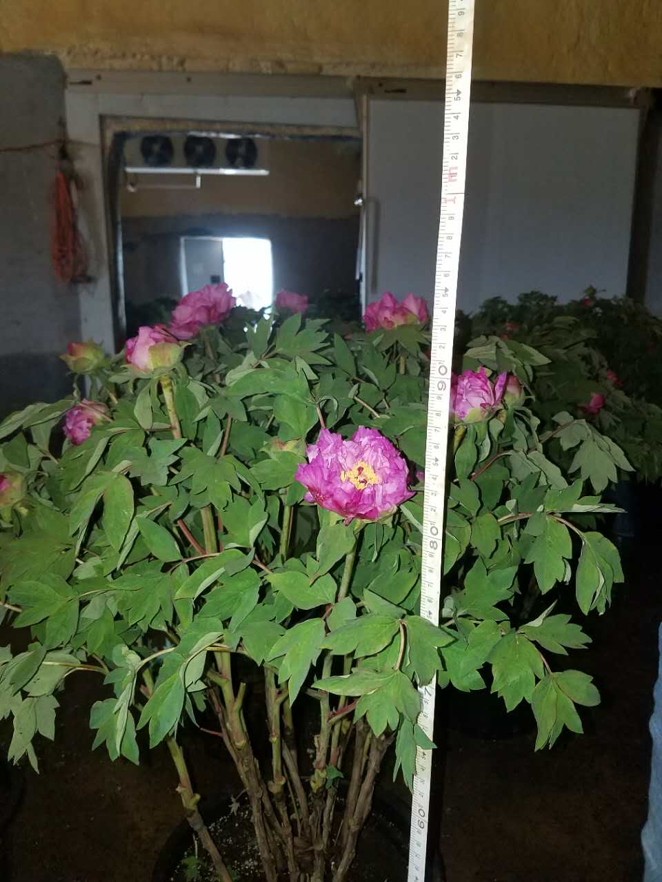 春節(jié)催花牡丹首選菏澤多禾牡丹種植圖片