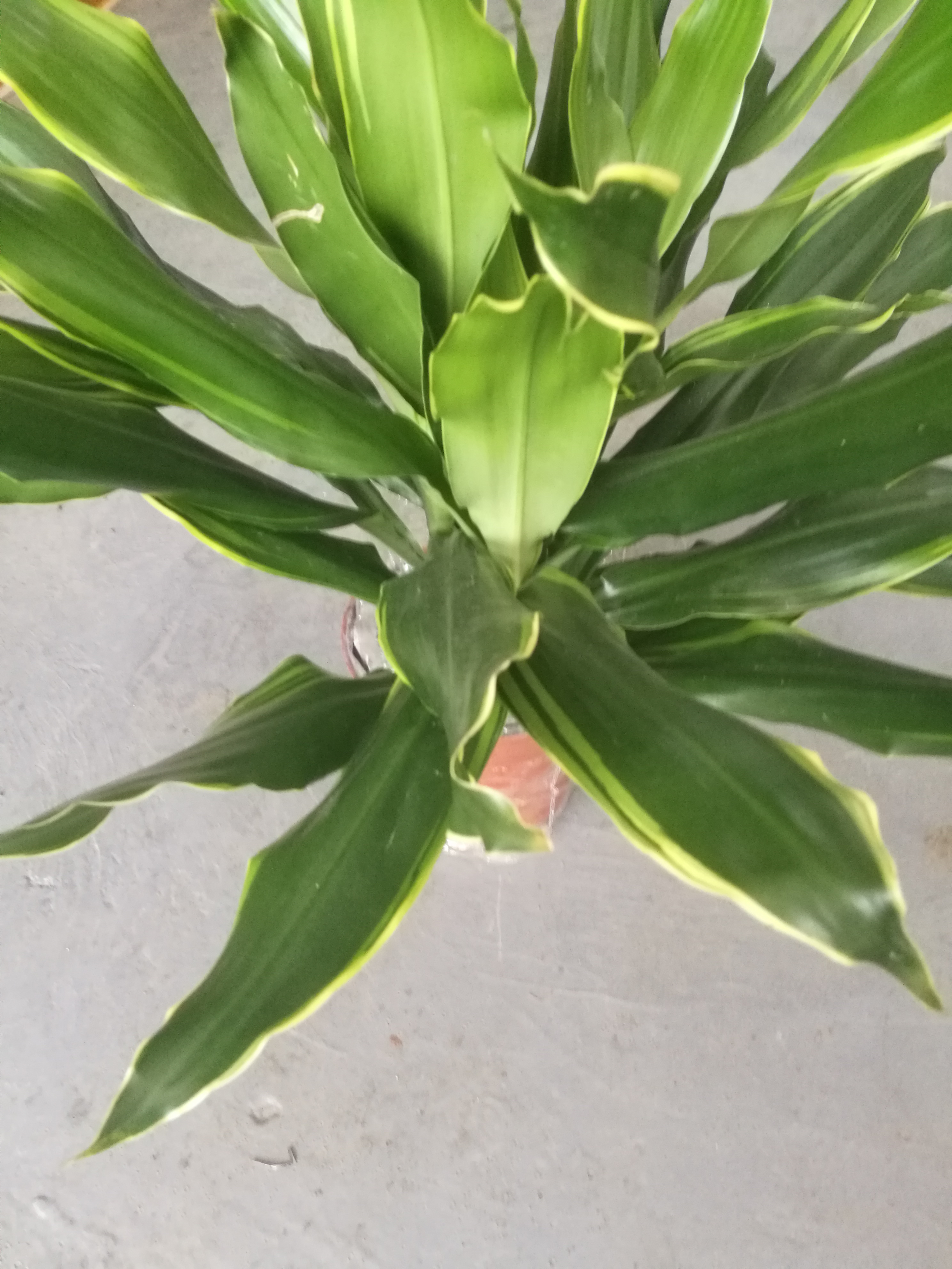 也門鐵圖片/也門鐵樣板圖 (2)