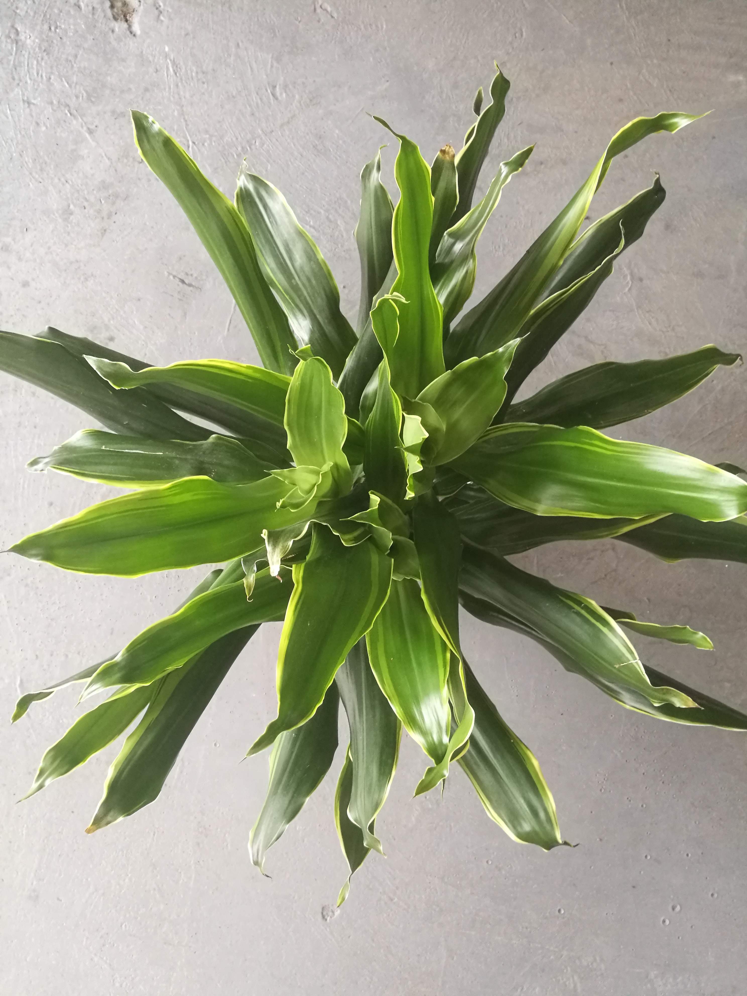 也門鐵圖片/也門鐵樣板圖 (1)