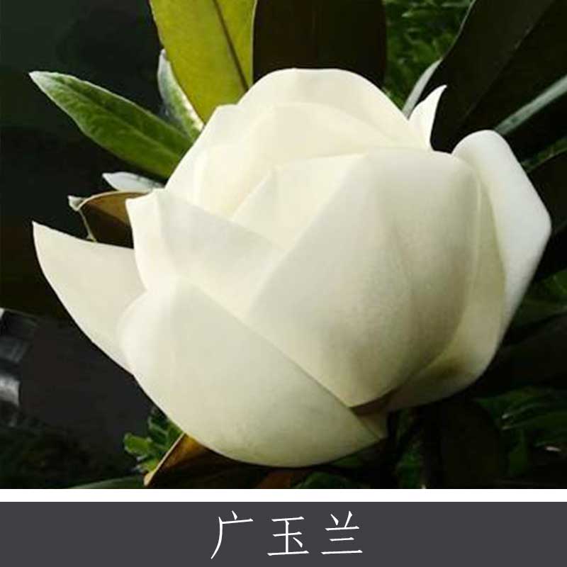 廣玉蘭圖片/廣玉蘭樣板圖 (1)