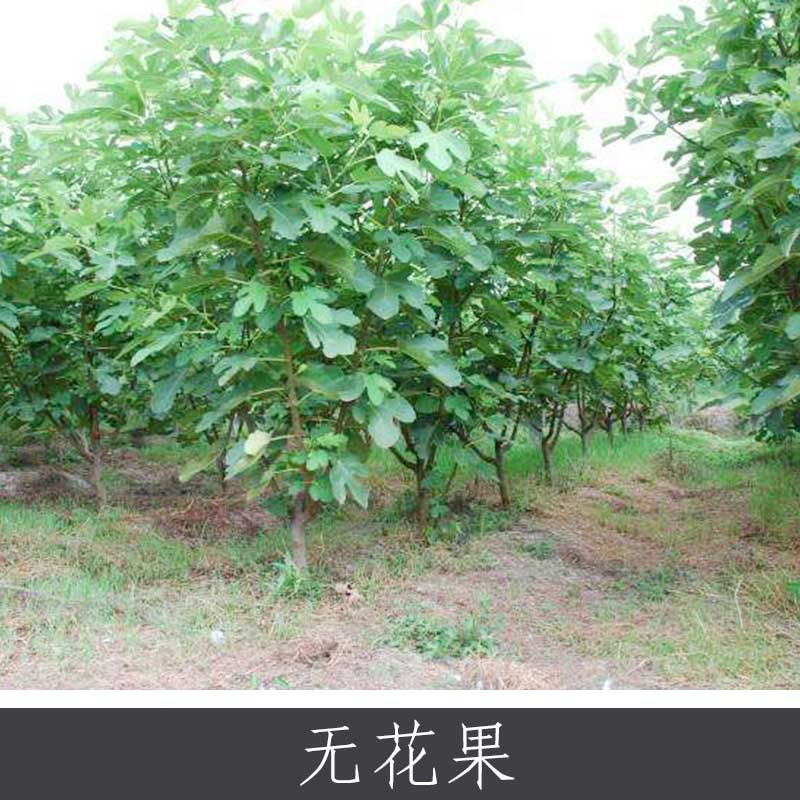 无花果 园林庭院绿化观赏树种 基地直销高价值药用植物盆栽果树图片