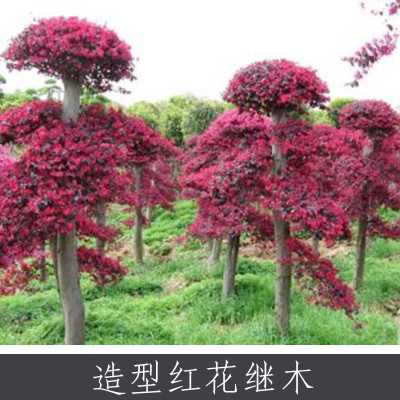 紅花繼木圖片/紅花繼木樣板圖 (3)