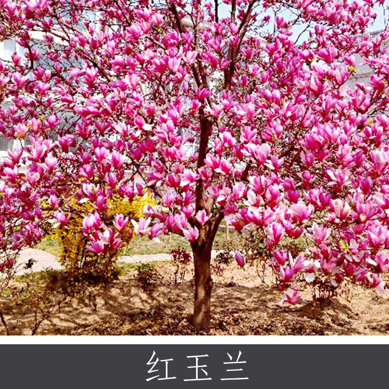 紅玉蘭圖片/紅玉蘭樣板圖 (3)