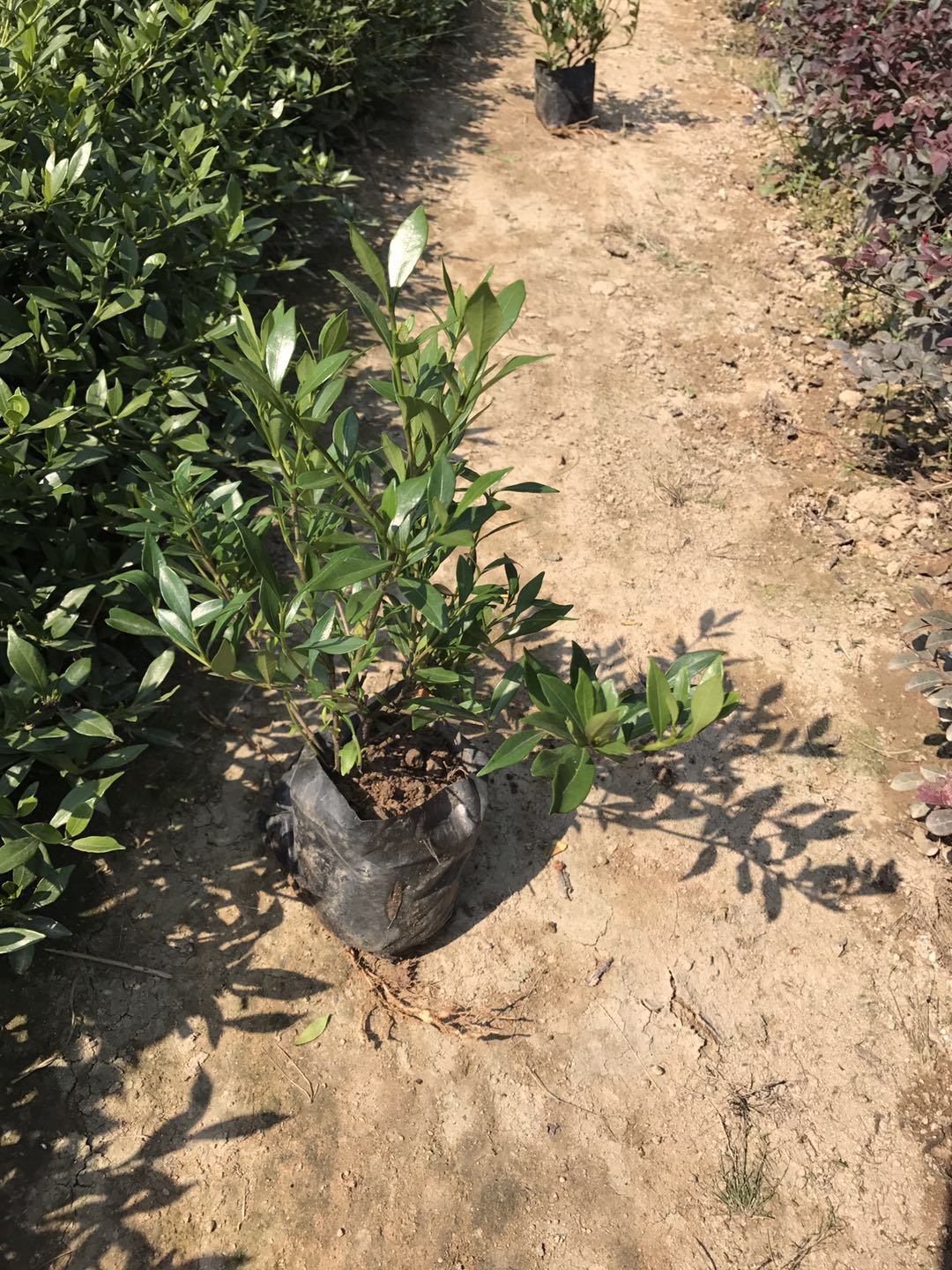 河南小葉梔子花批發(fā)圖片