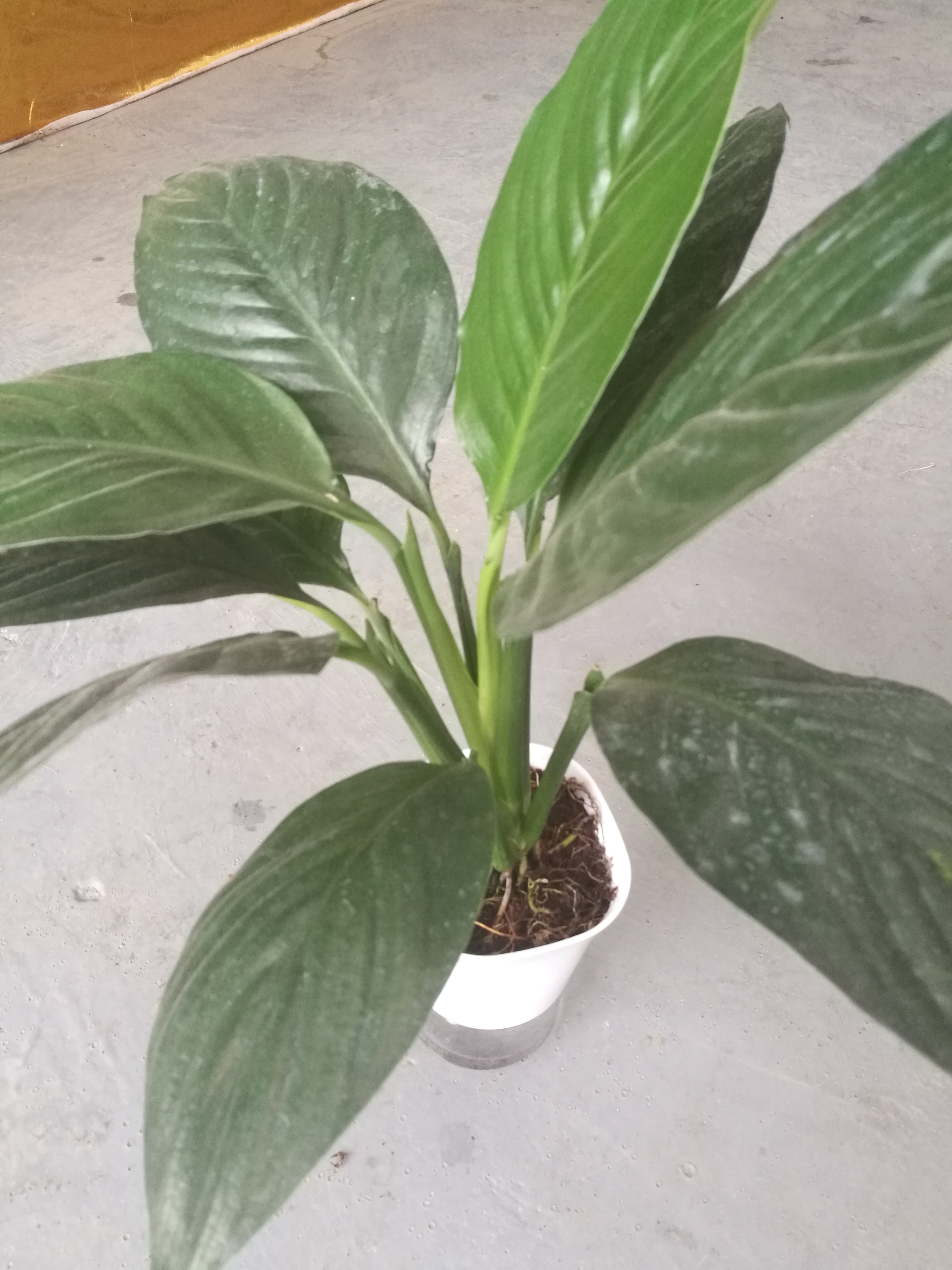 小巨人圖片/小巨人樣板圖 (2)