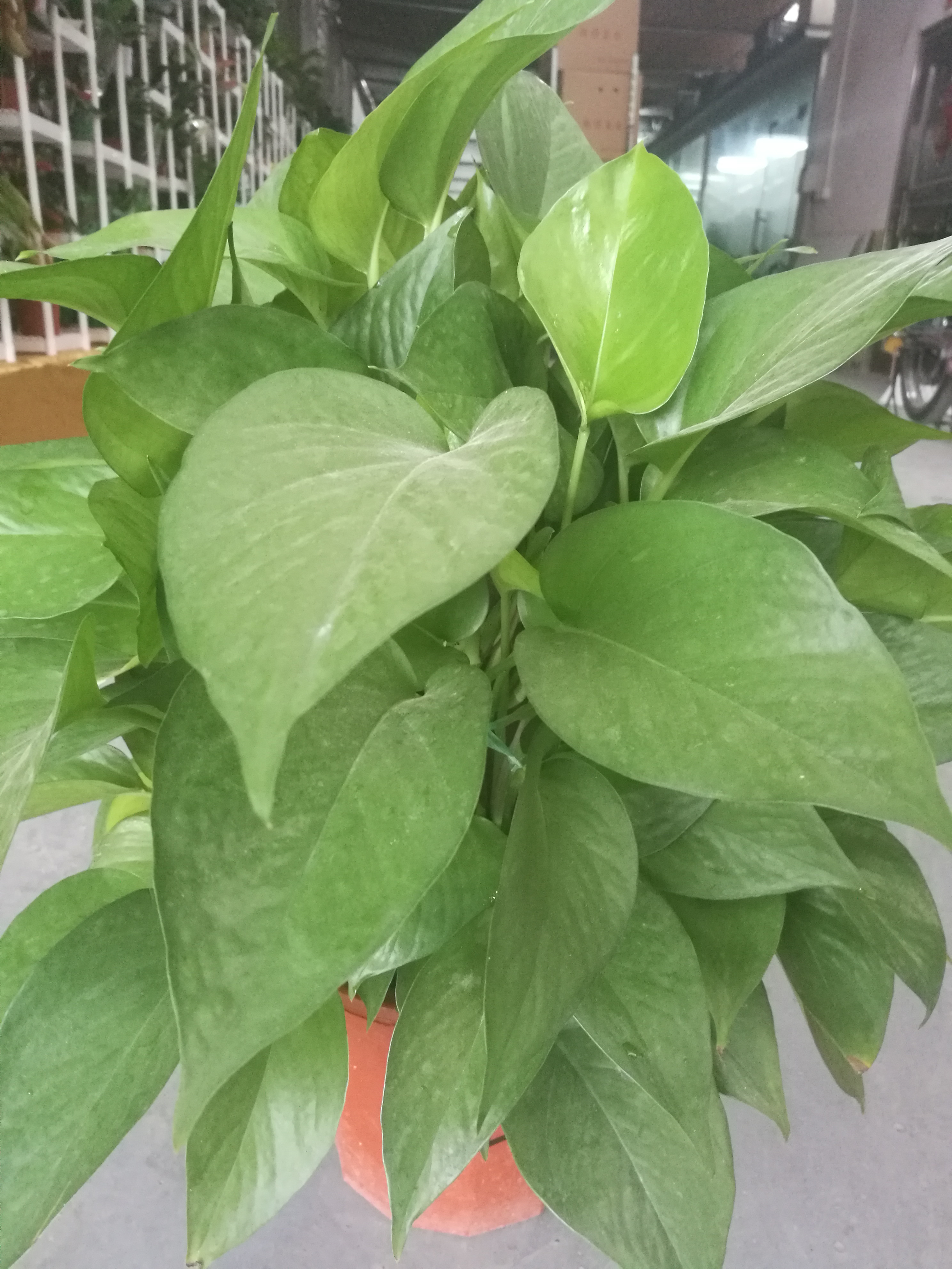 綠蘿柱圖片/綠蘿柱樣板圖 (1)