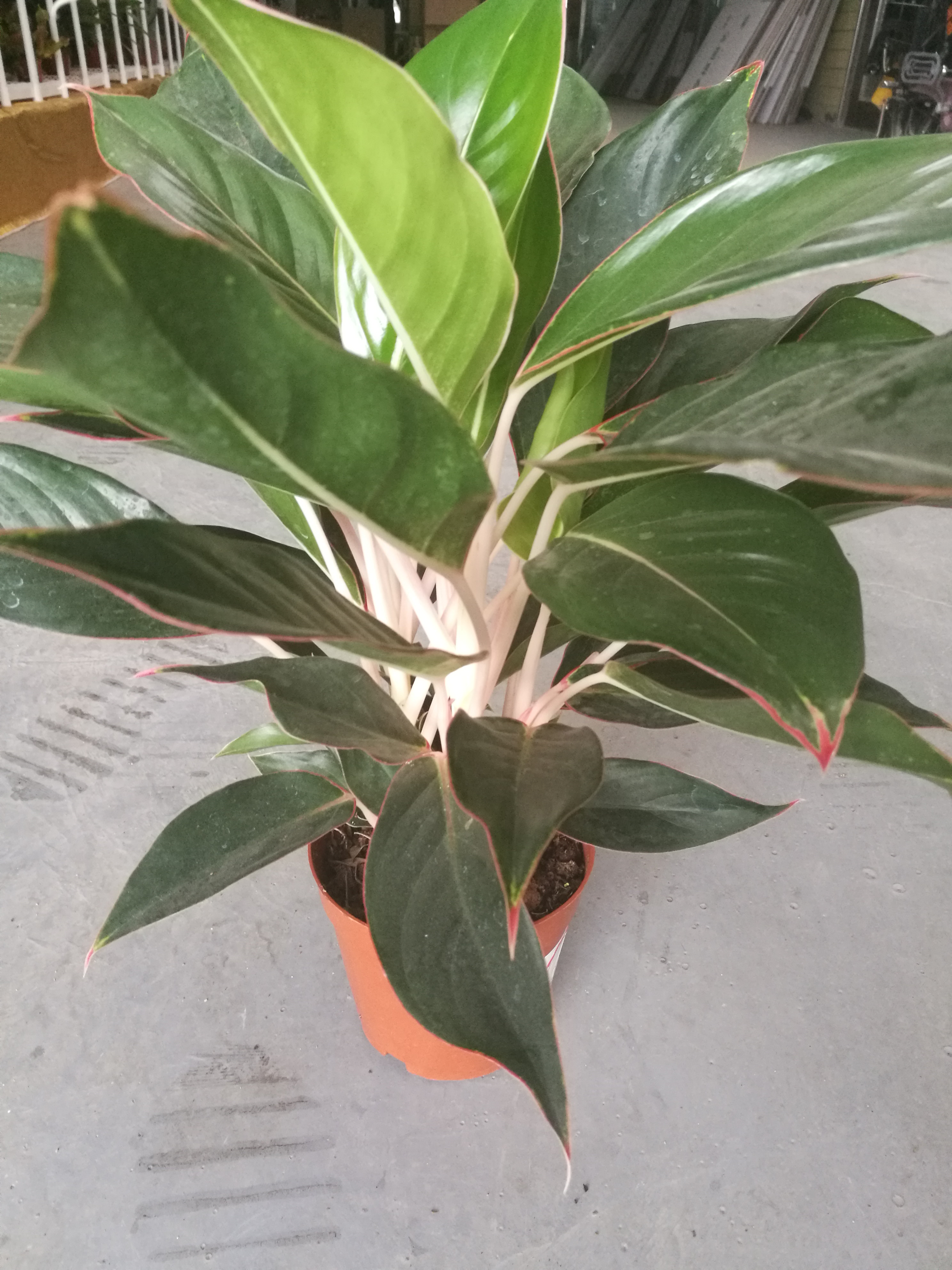 藍寶石圖片/藍寶石樣板圖 (3)