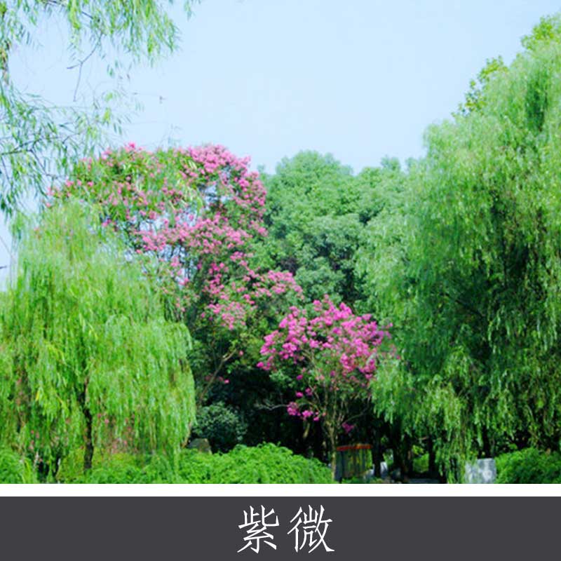 紫薇圖片/紫薇樣板圖 (3)