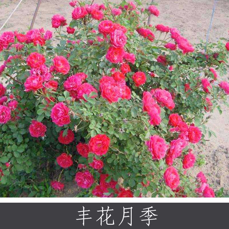 豐花月季圖片/豐花月季樣板圖 (1)