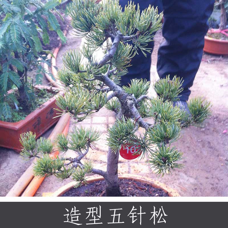 造型五針?biāo)蓤D片/造型五針?biāo)蓸影鍒D (4)