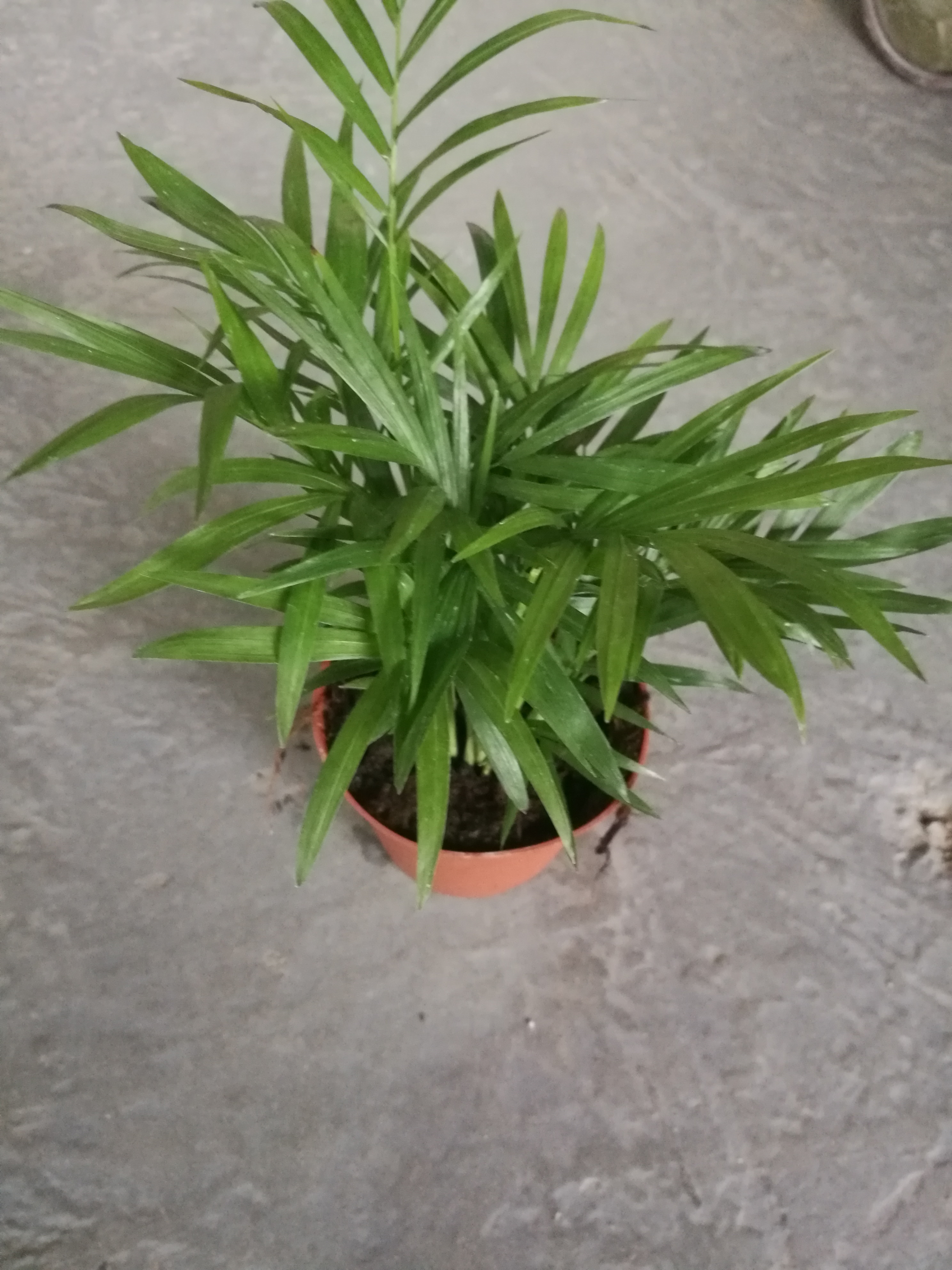 袖珍椰子圖片/袖珍椰子樣板圖 (3)