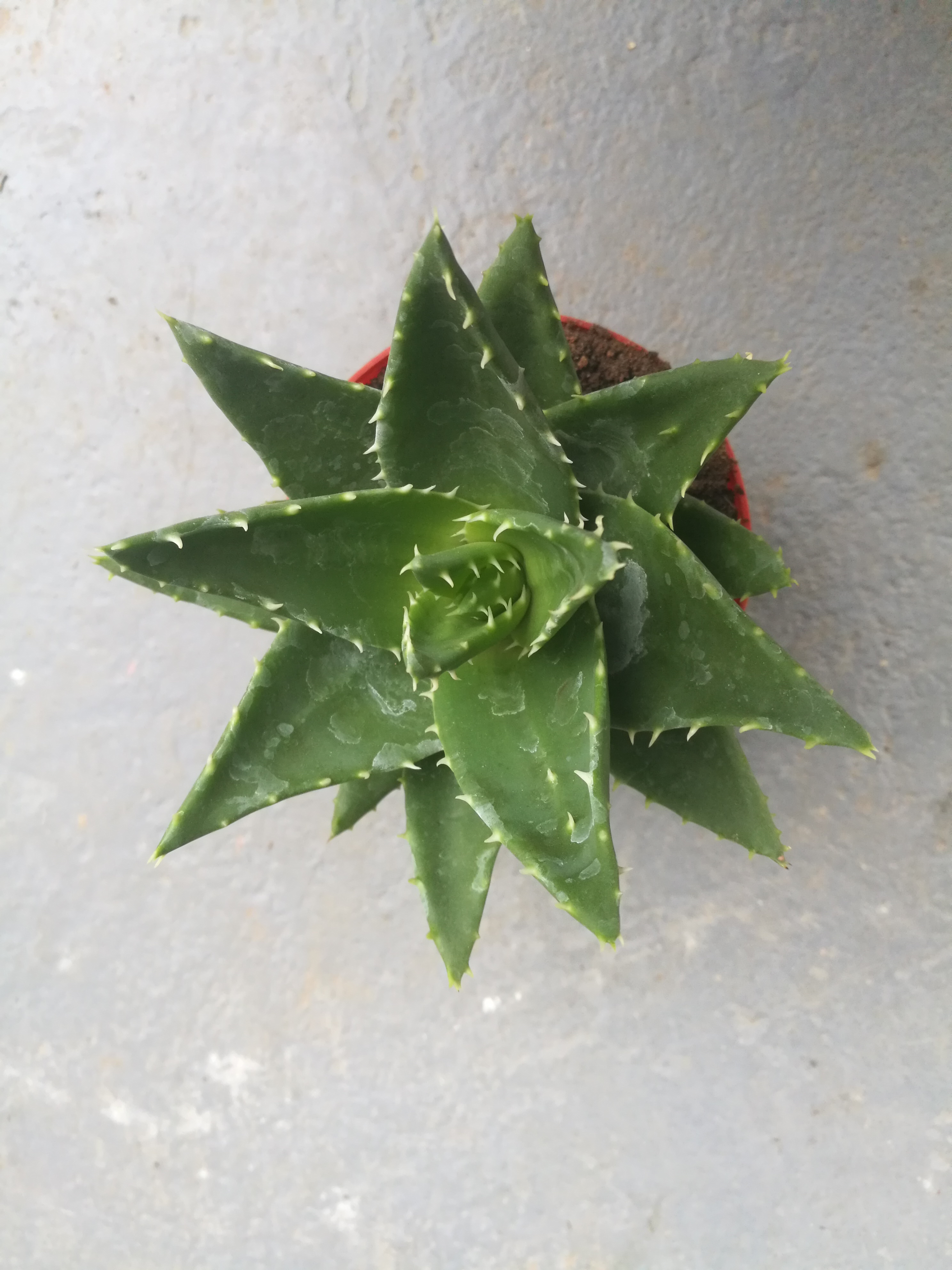 不夜城圖片/不夜城樣板圖 (1)