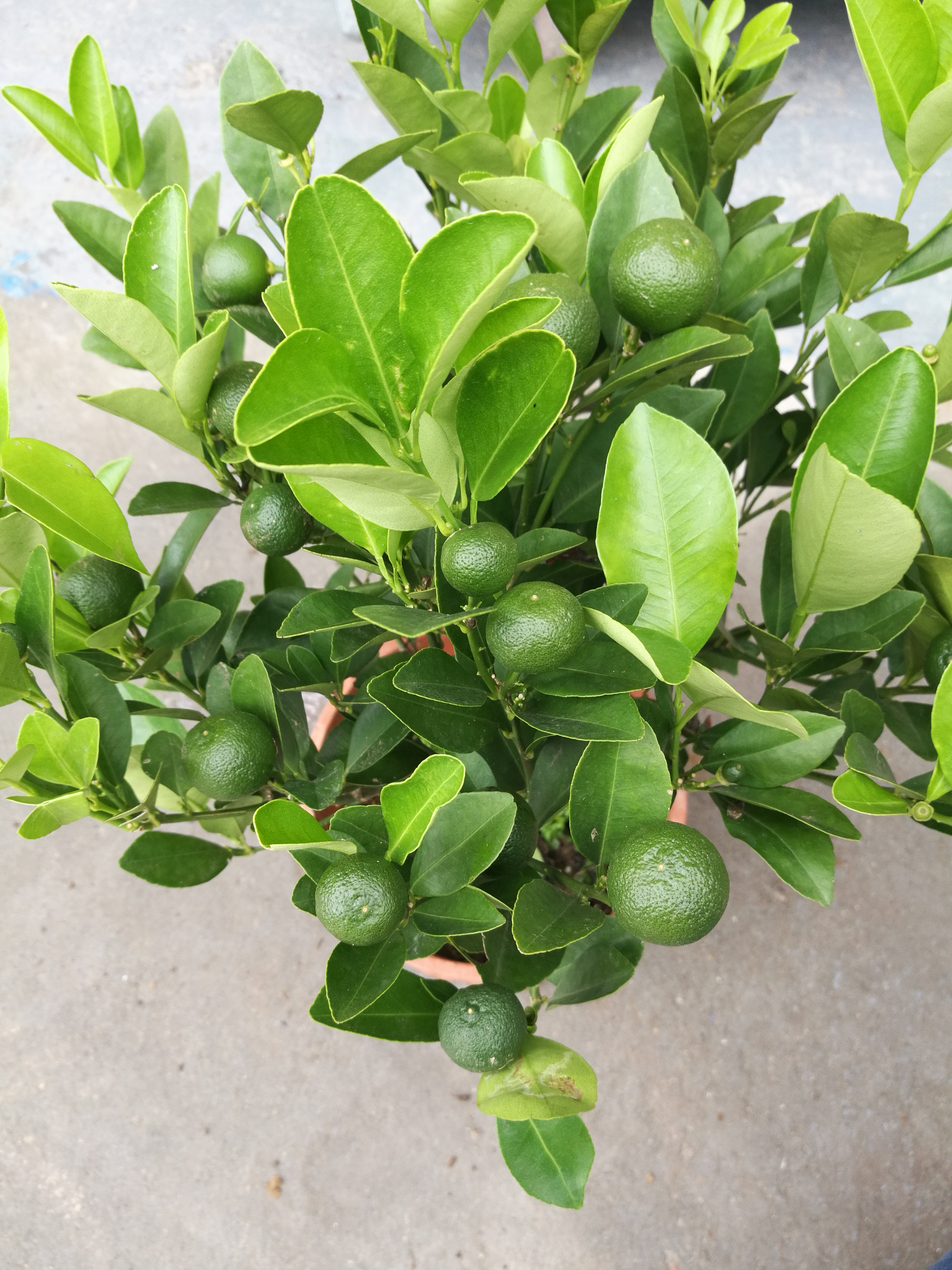 四季桔圖片/四季桔樣板圖 (2)