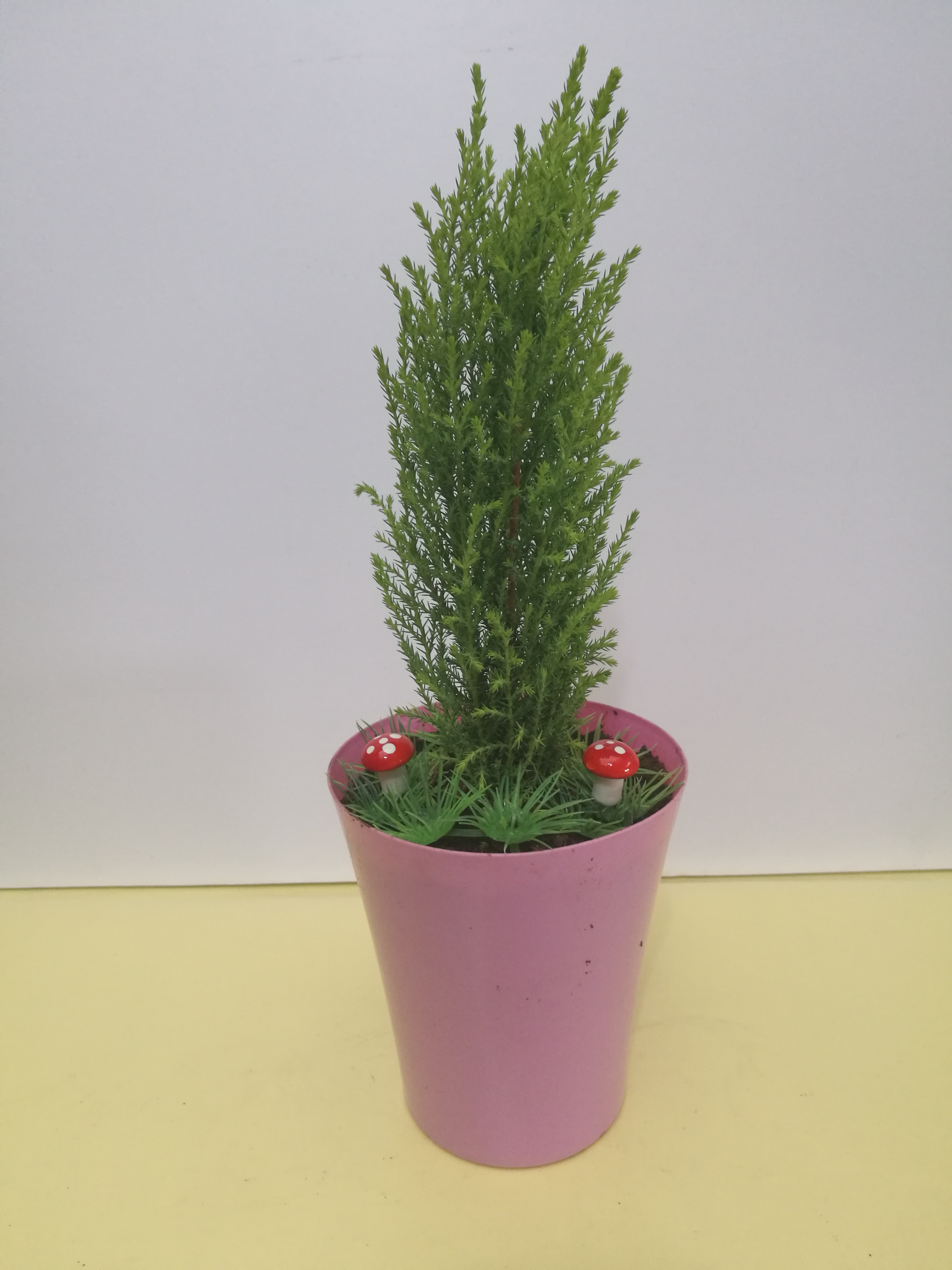 彩杯香松圖片/彩杯香松樣板圖 (4)