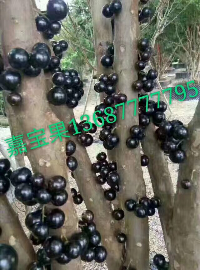 嘉寶果樹出售   嘉寶果樹出售   嘉寶果樹出售