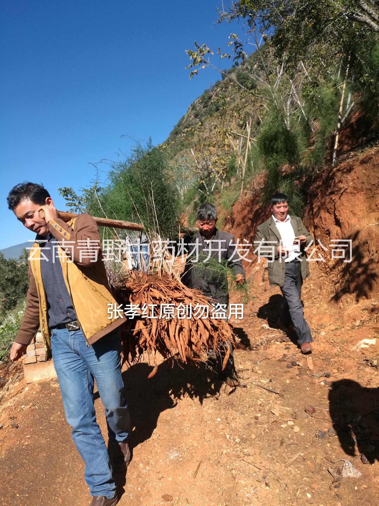 云南大天冬的種植前景如何圖片/云南大天冬的種植前景如何樣板圖 (2)