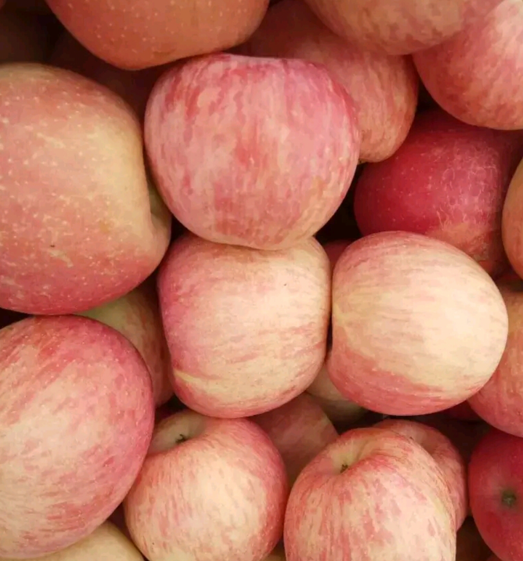 山東紅富士蘋(píng)果出售