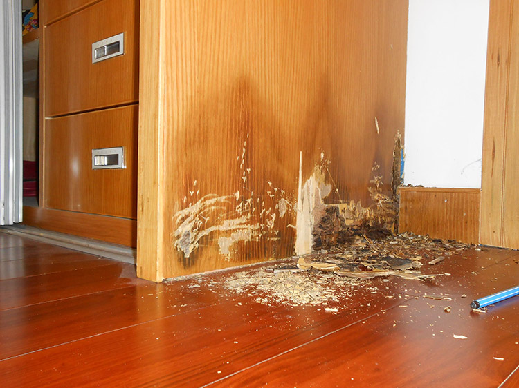 防霉粉圖片/防霉粉樣板圖 (4)