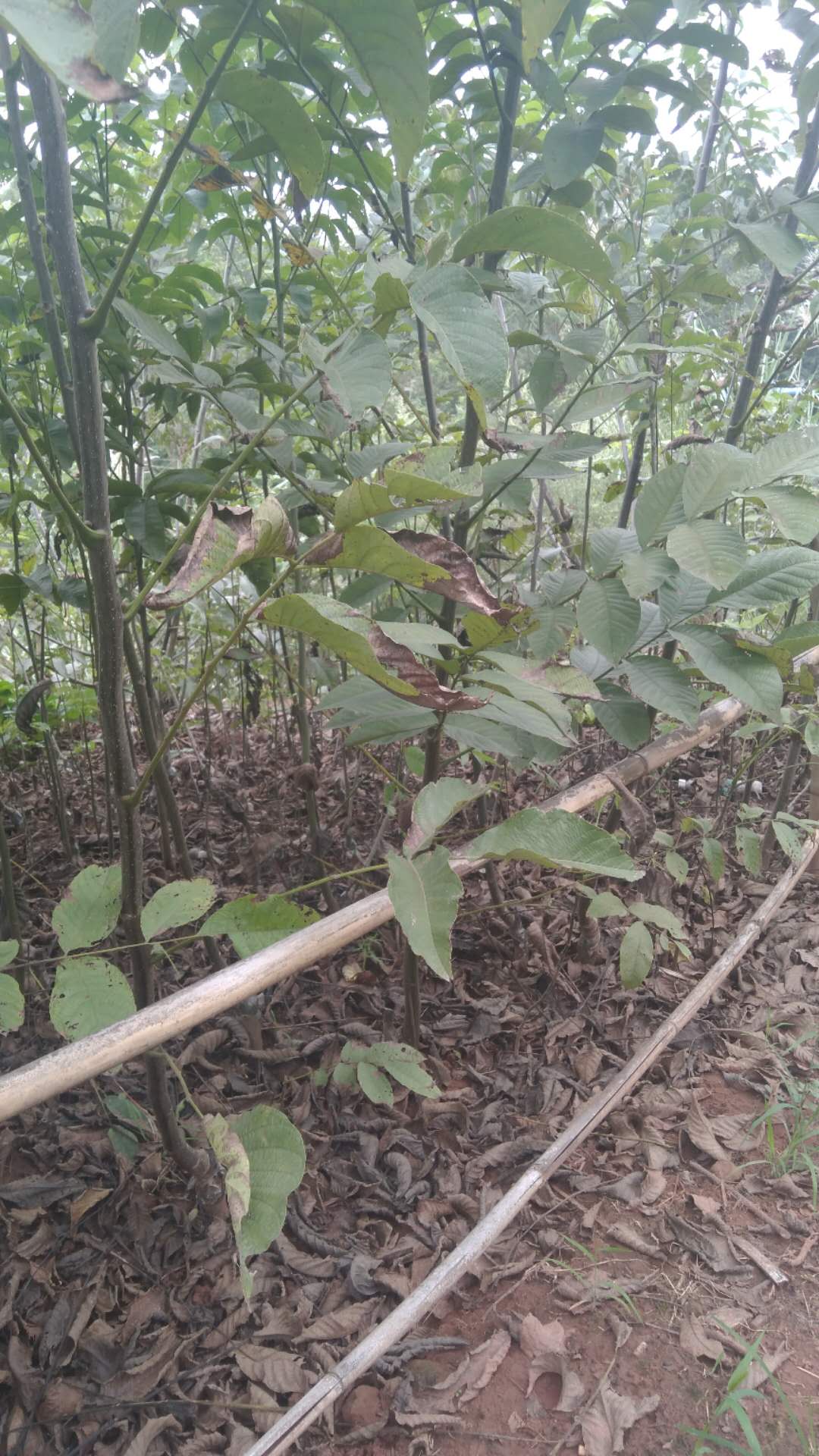 川早核桃苗 優(yōu)質(zhì)川早核桃苗 優(yōu)質(zhì)川早核桃苗價(jià)格 優(yōu)質(zhì)川早核桃苗批發(fā) 簡陽市川早核桃苗價(jià)格 簡陽市川早核桃苗批發(fā) 簡陽市