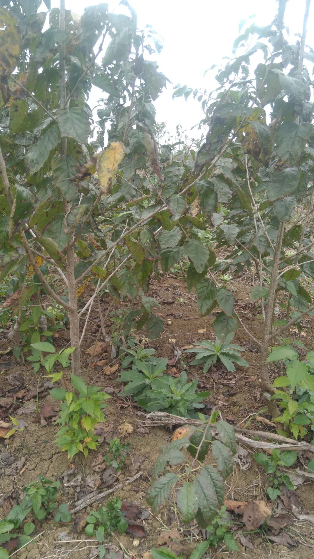 優(yōu)質(zhì)櫻桃圖片/優(yōu)質(zhì)櫻桃樣板圖 (3)