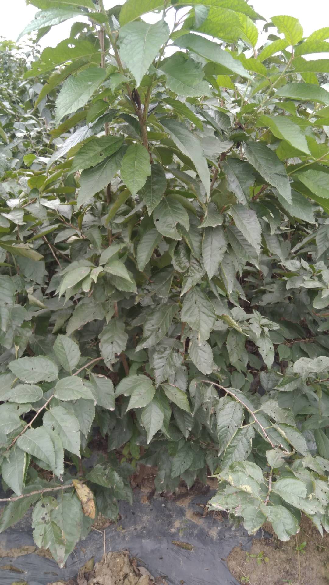 美早櫻桃苗圖片/美早櫻桃苗樣板圖 (2)