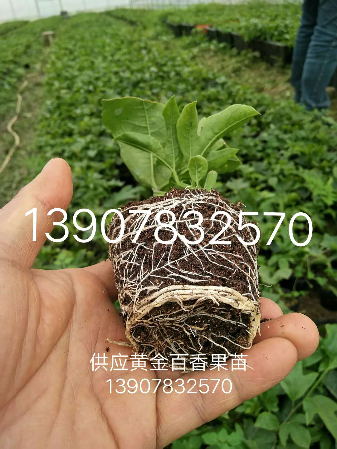 百香果圖片/百香果樣板圖 (4)