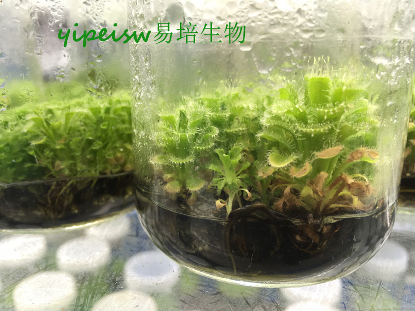食蟲植物-錦地羅 茅膏菜 組培苗