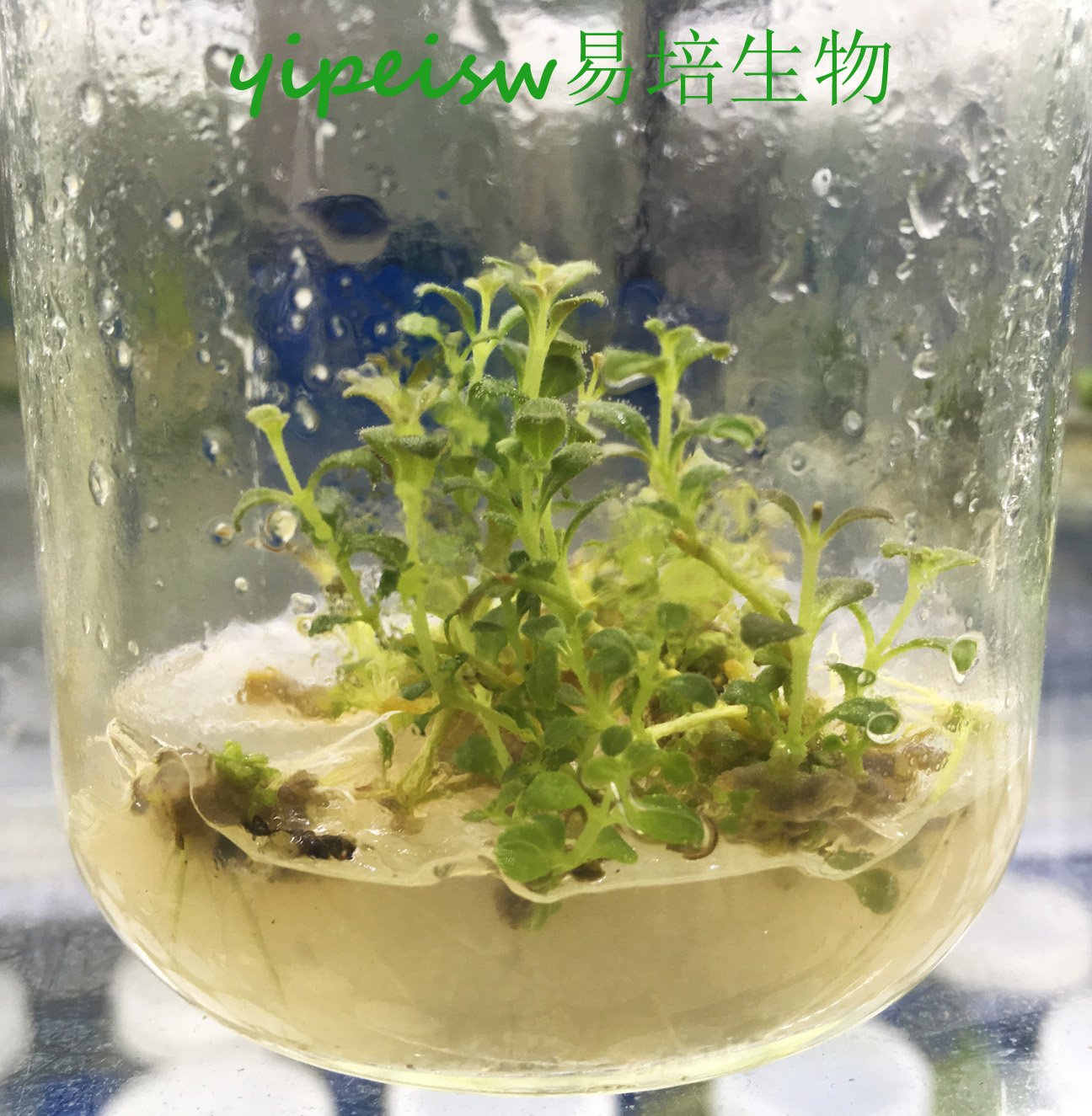種苗圖片/種苗樣板圖 (1)