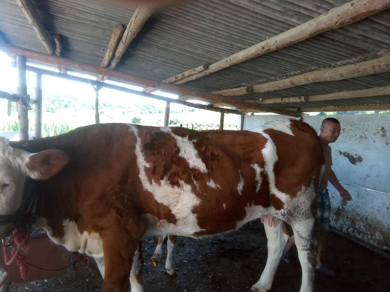 肉牛育肥圖片/肉牛育肥樣板圖 (3)