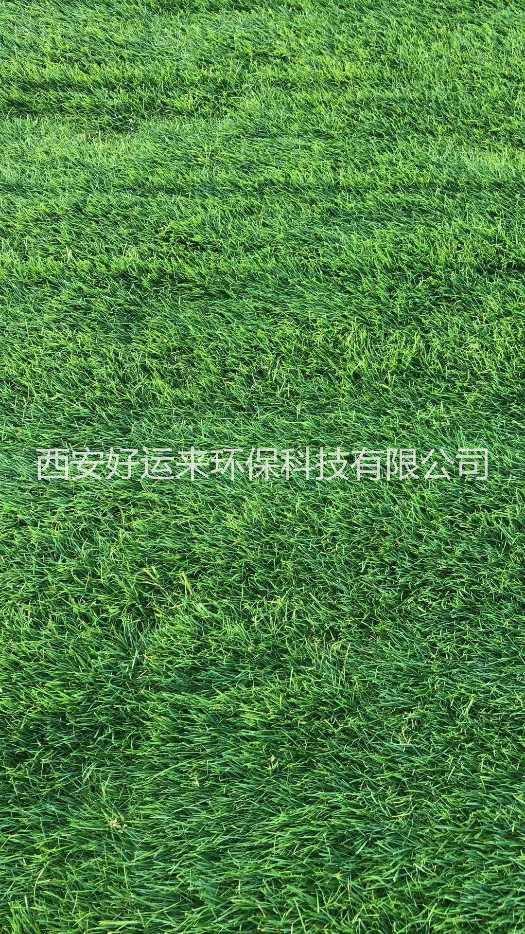 屋頂綠化圖片/屋頂綠化樣板圖 (3)